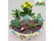 MINI JARDIN - 7 SUCULENTAS MINI JARDIN - 7 SUCULENTAS
