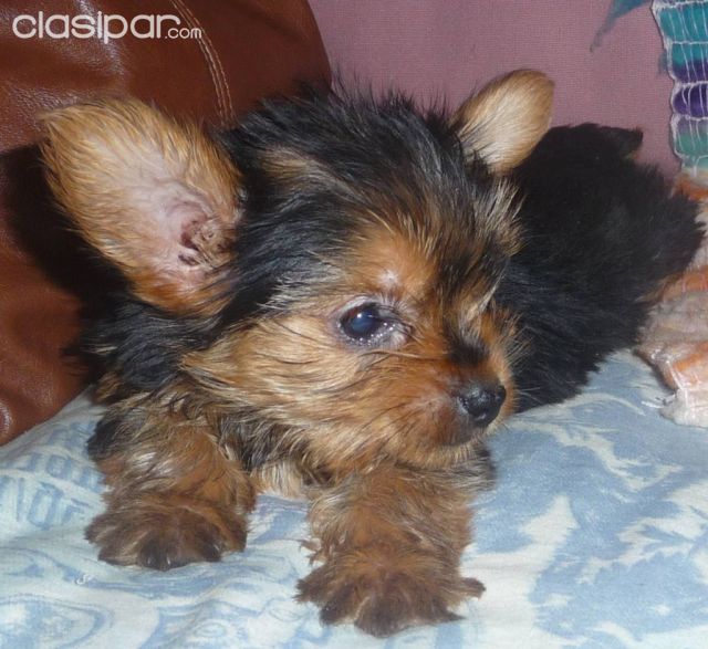 YORKSHIRE... CACHORROS PUROS | Clasipar Perros - Gatos - YORKSHIRE... CACHORROS PUROS