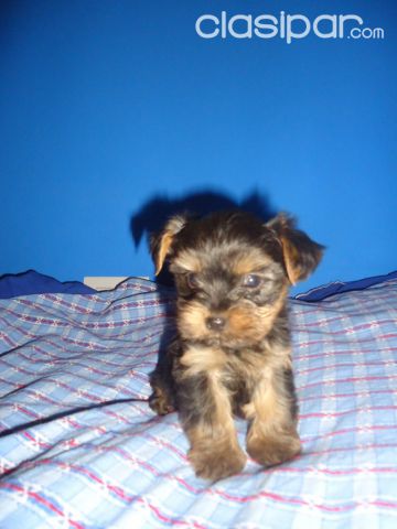 PEQUEÑOS CACHORROS YORKSHIRE DISPONIBLES | Clasipar Perros - Gatos - PEQUEÑOS CACHORROS YORKSHIRE DISPONIBLES