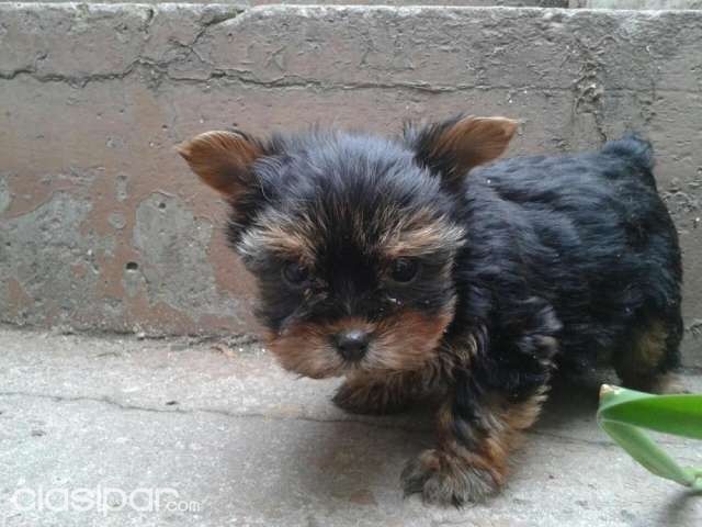 MINI YORKSHIRE | Clasipar Perros - Gatos - MINI YORKSHIRE