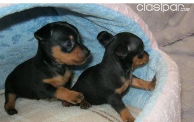 MINI PINSCHER DISPONIBLES MACHOS Y HEMBRAS HAGA SUS RESERVAS Y PEDIDOS | Clasipar Perros - Gatos - MINI PINSCHER DISPONIBLES MACHOS Y HEMBRAS HAGA SUS RESERVAS Y PEDIDOS