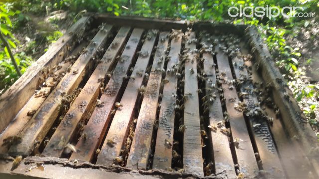 BUSCO PROPIEDAD EN CENTRAL PARA COLOCACION DE APIARIOS (APIS MELIFERA) | Clasipar Propiedades rurales - BUSCO PROPIEDAD EN CENTRAL PARA COLOCACION DE APIARIOS (APIS MELIFERA)