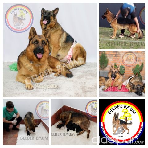 Cachorros Pura Raza Pastor Alemán | Clasipar Perros - Gatos - Cachorros Pura Raza Pastor Alemán