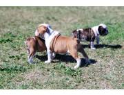 Bulldog inglés hembra y macho Bulldog inglés hembra y macho
