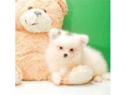 REGALO Cachorro de Pomerania inestimable blanco para la adopción.... REGALO Cachorro de Pomerania inestimable blanco para la adopción....