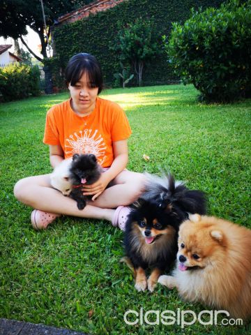 Cachorros Lulu de Pomerania | Clasipar Perros - Gatos - Cachorros Lulu de Pomerania