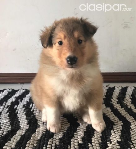 COLLIE LASSIE CACHORROS SUPER PUROS EN VENTA | Clasipar Otros animales y mascotas - COLLIE LASSIE CACHORROS SUPER PUROS EN VENTA