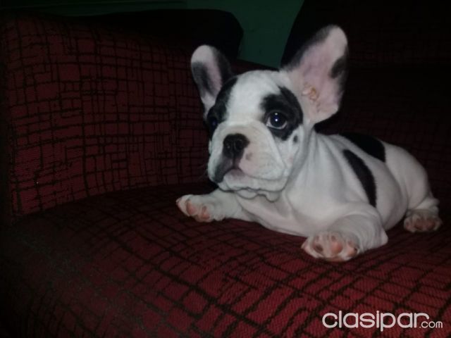 Bulldog francés macho con pedigree FCA | Clasipar Perros - Gatos - Bulldog francés macho con pedigree FCA