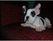 Bulldog francés macho con pedigree FCA Bulldog francés macho con pedigree FCA