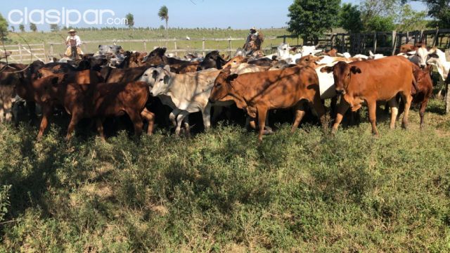 VENDO VAQUILLA, DESMAMANTES Y TOROS | Clasipar Otros animales y mascotas - VENDO VAQUILLA, DESMAMANTES Y TOROS