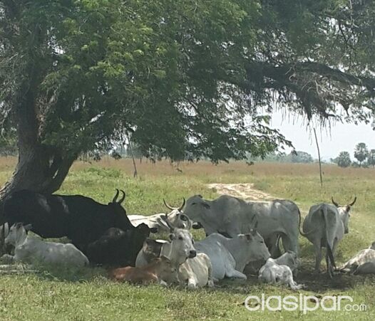 !!!!!!!! Hermoso campo sobre asfalto a 1 hora de Asuncion ¡¡¡¡¡¡¡¡¡¡¡¡ | Clasipar Propiedades rurales - !!!!!!!! Hermoso campo sobre asfalto a 1 hora de Asuncion ¡¡¡¡¡¡¡¡¡¡¡¡