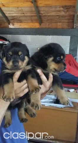 CACHORROS ROTWEILER DISPONIBLES | Clasipar Otros animales y mascotas - CACHORROS ROTWEILER DISPONIBLES