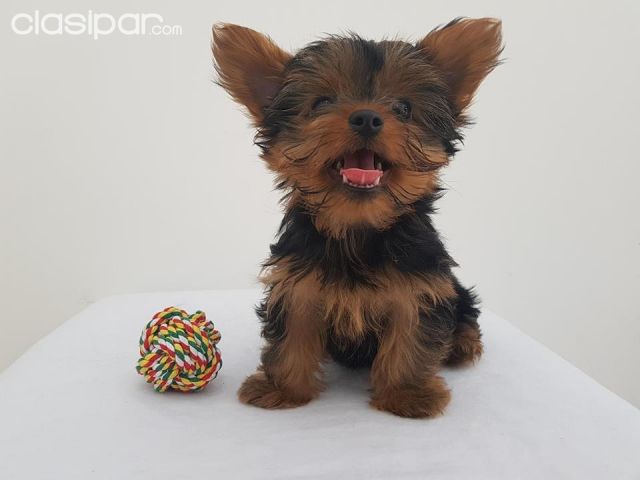 DISPONIBLES BELLOS CACHORROS YORKSHIRE - YORSHIRE , IMPERDIBLES | Clasipar Otros animales y mascotas - DISPONIBLES BELLOS CACHORROS YORKSHIRE - YORSHIRE , IMPERDIBLES