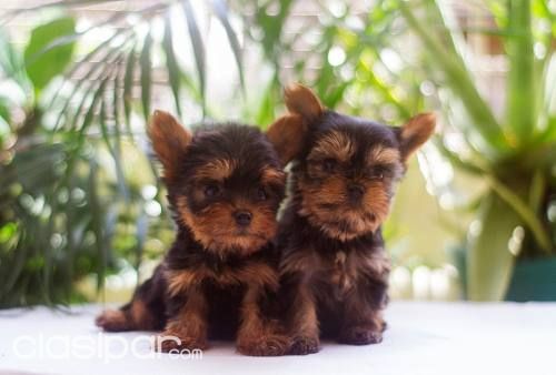 CACHORRITOS YORKSHIRE EN VENTA, PRECIOSOS , LA MEJOR OPCIÓN PARA EL HOGAR | Clasipar Otros animales y mascotas - CACHORRITOS YORKSHIRE EN VENTA, PRECIOSOS , LA MEJOR OPCIÓN PARA EL HOGAR