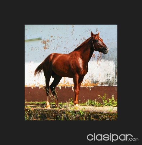 Vendo Caballo Semental Urgente. | Clasipar Otros animales y mascotas - Vendo Caballo Semental Urgente.