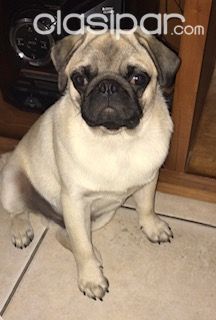 CACHORROS PUG PURA RAZA | Clasipar Perros - Gatos - CACHORROS PUG PURA RAZA