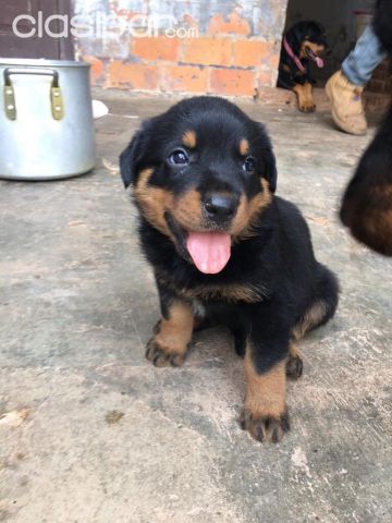 Vendo cachorros Rottweiler machos | Clasipar Perros - Gatos - Vendo cachorros Rottweiler machos