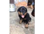 Vendo cachorros Rottweiler machos Vendo cachorros Rottweiler machos