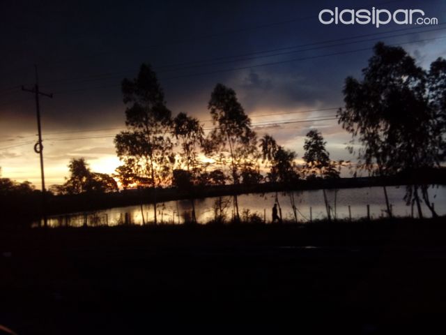 Campo ganadero. 820 has. Colonia Ceibo. | Clasipar Propiedades rurales - Campo ganadero. 820 has. Colonia Ceibo.
