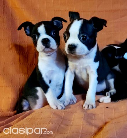 Boston terrier chocolate hembra y macho | Clasipar Perros - Gatos - Boston terrier chocolate hembra y macho