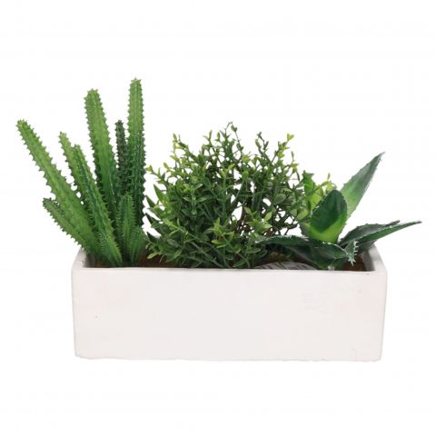 MIX DE TUNAS EN MACETA | Clasipar Decoración - Jardín - Accesorios - MIX DE TUNAS EN MACETA