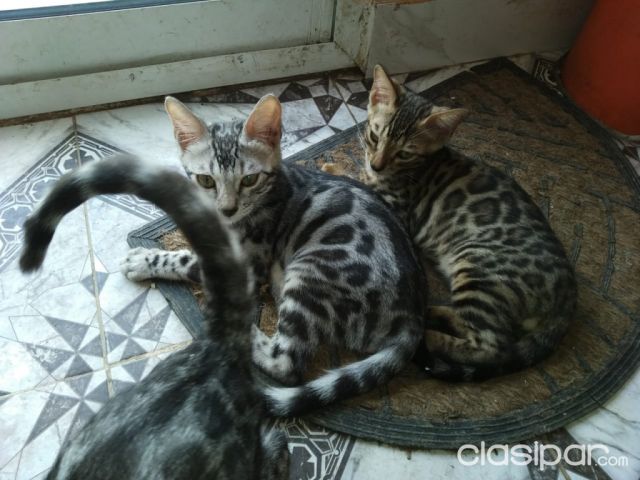 Bengali macho - gato bengala | Clasipar Perros - Gatos - Bengali macho - gato bengala