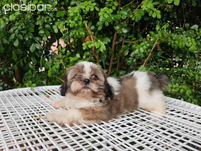 Shitzu hembra y macho | Clasipar Perros - Gatos - Shitzu hembra y macho