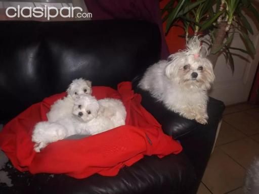 MALTES SUPER PUROS , LOS MAS BONITOS ENCONTRALOS AQUI | Clasipar Otros animales y mascotas - MALTES SUPER PUROS , LOS MAS BONITOS ENCONTRALOS AQUI