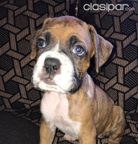 VENDO PERRO BOXER PURO, DORADOS Y ATIGRADOS | Clasipar Perros - Gatos - VENDO PERRO BOXER PURO, DORADOS Y ATIGRADOS