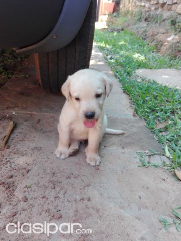 Perros Labrador | Clasipar Perros - Gatos - Perros Labrador
