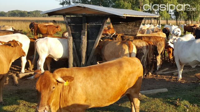 ESTABLECIMIENTO GANADERO de 612H, a 154K de Asunción, sobre ruta asfaltada Ybycui–Mbuyapey | Clasipar Propiedades rurales - ESTABLECIMIENTO GANADERO de 612H, a 154K de Asunción, sobre ruta asfaltada Ybycui–Mbuyapey