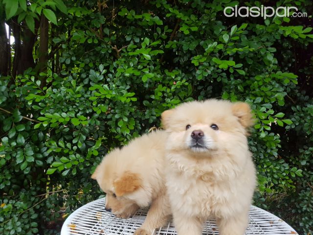 Chow chow macho | Clasipar Perros - Gatos - Chow chow macho