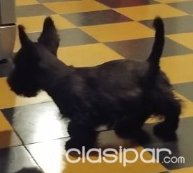 Scottish terrier | Clasipar Perros - Gatos - Scottish terrier