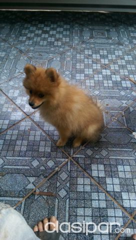 Pomeranian Hembra | Clasipar Perros - Gatos - Pomeranian Hembra