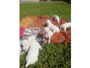 Hermosos Bullterriers, padres a la vista鈾ワ笍 Hermosos Bullterriers, padres a la vista鈾ワ笍