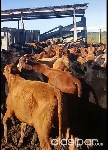 Ventas de ganado angus vaquillas y machos productos de inseminación | Clasipar Insumo agropecuarios - Ventas de ganado angus vaquillas y machos productos de inseminación