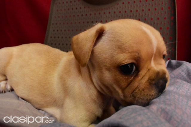 Bulldog frances hembra y macho | Clasipar Perros - Gatos - Bulldog frances hembra y macho