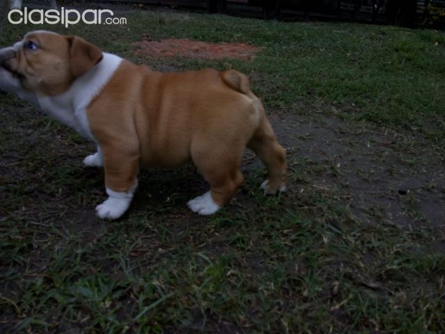 Bulldog Inglés hembra y macho con pedigree fca | Clasipar Perros - Gatos - Bulldog Inglés hembra y macho con pedigree fca