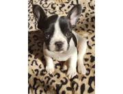 Bulldog frances macho Bulldog frances macho
