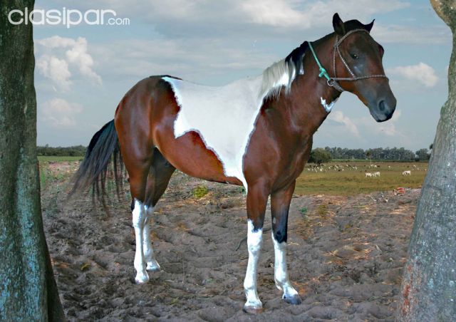 VENDO CABALLO PINTO EN PIRIBEBUY, CORDILLERA | Clasipar Otros animales y mascotas - VENDO CABALLO PINTO EN PIRIBEBUY, CORDILLERA