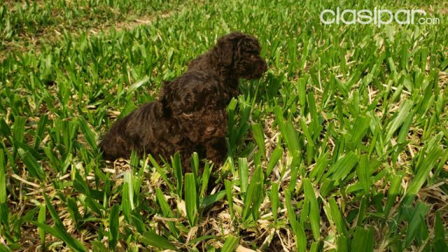Hermosos caniche chocolate ojos verdes | Clasipar Perros - Gatos - Hermosos caniche chocolate ojos verdes