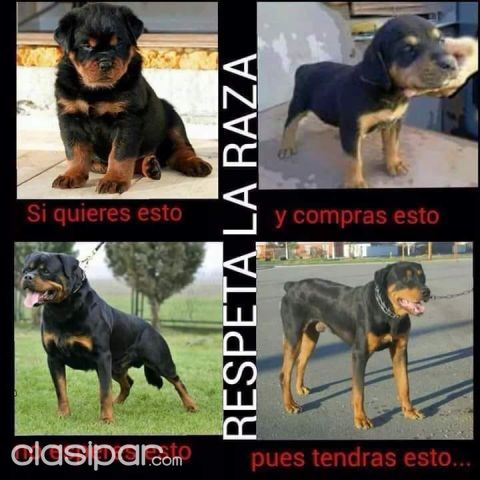 INVERTÍ SEGURO ROTTWEILER PUROS EN VENTA PAPAS A LA VISTA | Clasipar Perros - Gatos - INVERTÍ SEGURO ROTTWEILER PUROS EN VENTA PAPAS A LA VISTA