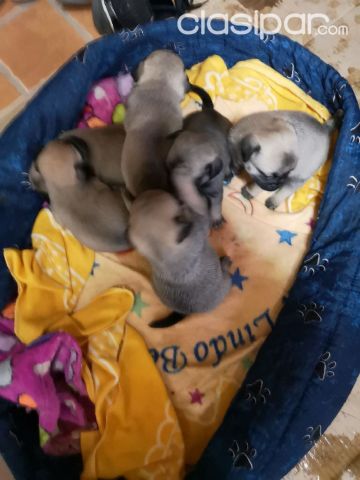 Vendo Perritos PUG | Clasipar Perros - Gatos - Vendo Perritos PUG