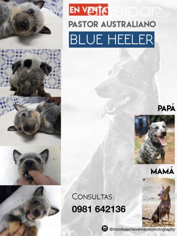 Pastor Australiano Blue Heeler | Clasipar Perros - Gatos - Pastor Australiano Blue Heeler