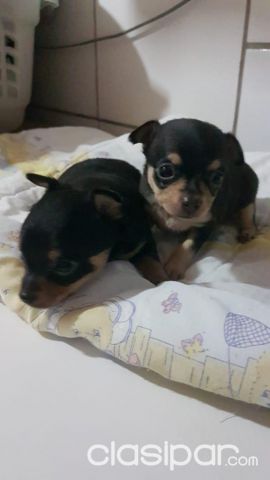 Pincher sólidos | Clasipar Perros - Gatos - Pincher sólidos