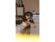 Rottweiler disponibles!! Rottweiler disponibles!!