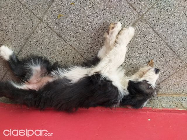 Viejo pastor Inglés | Clasipar Perros - Gatos - Viejo pastor Inglés