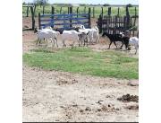 Vendo hermosas cabras anglo nubian, alpinas y boer Vendo hermosas cabras anglo nubian, alpinas y boer