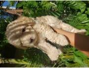 Hermoso caniche toy macho Hermoso caniche toy macho