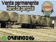 Vendo fardos de pasto pangola Vendo fardos de pasto pangola